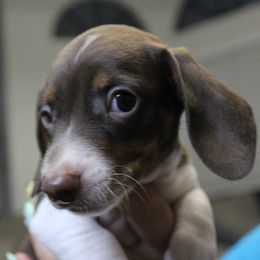 Plum - Chocolate and cream female Dachshund puppy in Mesa, Arizona from Slade Dachshund