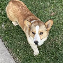 Matty - Pembroke Welsh Corgi