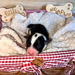 Cody - Male - Black and white male Border Collie puppy in Avery, Texas from Willa Creek Border Collies