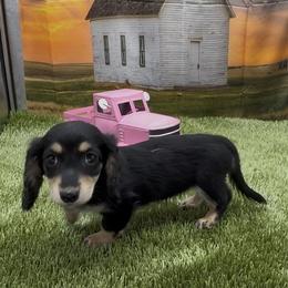 Black and Cream Longhair Female - Black and cream female Dachshund puppy in Killeen, Texas from Southern Dachshunds