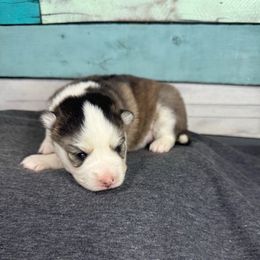 Bella - Black and white female Pomsky puppy in Krum, Texas from Paw-Some Pomskies
