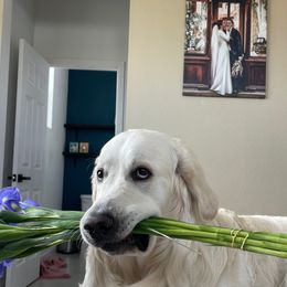 Golden Retriever All Grown Up from Jumbo’s Goldens