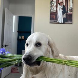 Golden Retriever All Grown Up from Jumbo’s Goldens