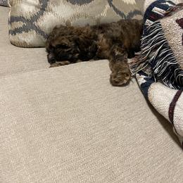 Cockapoo Puppies from Cano Cockapoos