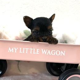 Cami - Black and gold female Yorkshire Terrier puppy in Rising Star, Texas from Phillips Pup House