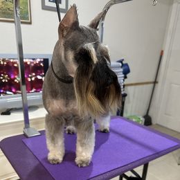 JoJo - Miniature Schnauzer