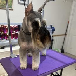JoJo - Miniature Schnauzer