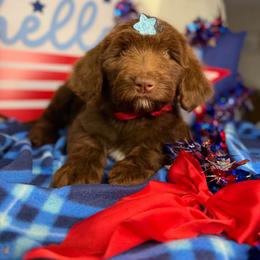 Aspen - female Australian Mountain Doodle puppy in Lookout, California from Remington Kennels, LLC