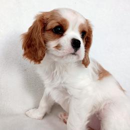 Ashley - Blenheim female Cavalier King Charles Spaniel puppy in Dallas, Texas from Holliday Cavalier King Charles Spaniels