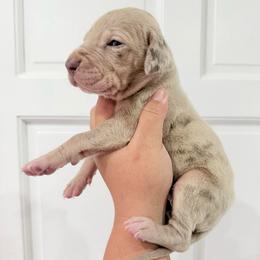 Catherine - Merle female Great Dane puppy in Florida from Beachside Kennels