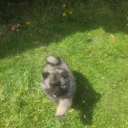 Keeshond Puppies from Hocking Hills Keeshonds