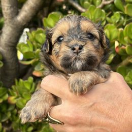 Benny - Red brindle Havanese puppy in Redondo Beach, California from Harris Havanese