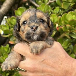 Benny - Red brindle Havanese puppy in Redondo Beach, California from Harris Havanese
