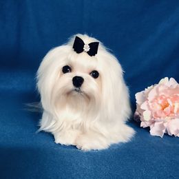 King - Maltese