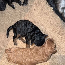 Yorkipoo Puppies from Racquel Smith