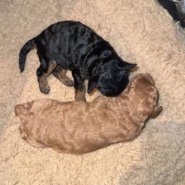 Yorkipoo Puppies from Racquel Smith