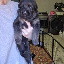 German Shepherd Puppies from Hughes shepherds