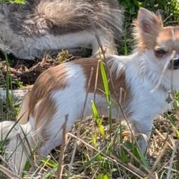 Chihuahua All Grown Up from D's Darling AKC Long Hair Chihuahuas