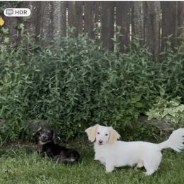 Ozwald - Dachshund