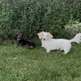 Ozwald - Dachshund