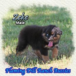 Zeke - Black tri male Miniature Australian Shepherd puppy in Forestburg, Texas from Flaming Dill Ranch Aussies