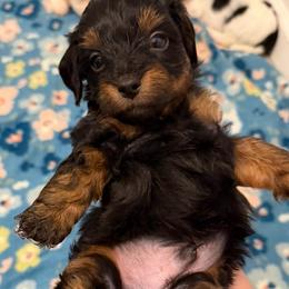 Orange Collar - Phantom male Goldendoodle puppy in Valley Center, Kansas from The Goldendoodle Gal
