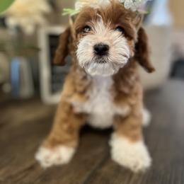 Cavapoo and Poodle Puppies from Sac-Town Poodles and Doodles