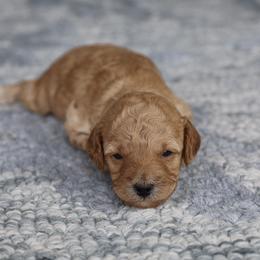 Orange collar - Apricot female Poodle puppy in Edmond, Oklahoma from The Redbud Roost
