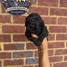 Girl 3 - Black female Cockapoo puppy in Mobile, Alabama from Ace of Spades Yorkies