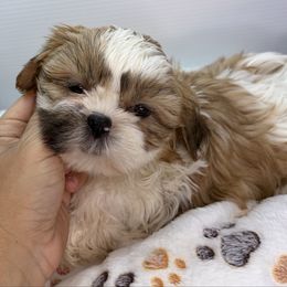 ZB - Black gold and white male Shih Tzu puppy in Middleborough, Massachusetts from Shih Tzu Pups