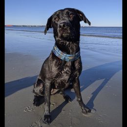 Queen Cleo - Labrador Retriever