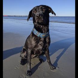 Queen Cleo - Labrador Retriever