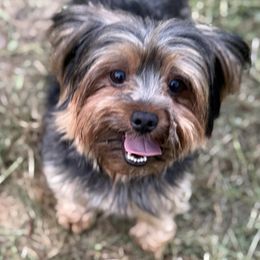 Dolly - Yorkshire Terrier