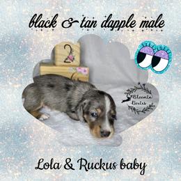 Boy 3 - Dapple male Dachshund puppy in Valrico, Florida from Bloomin Doxies