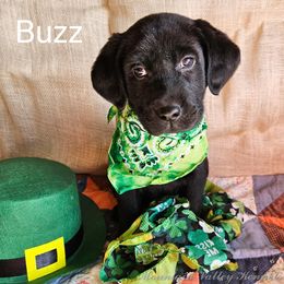 Labrador Retriever Puppies from Mountain Valley Kennels