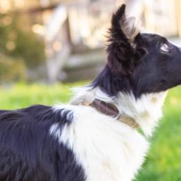 Border Collies and Miniature American Shepherds from SaturnMoon MAS & BC