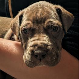 Earle - Chocolate male Great Dane puppy in Marlow, New Hampshire from Fox Hill Danes