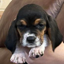 Red- Tammy - Black tan and white female Basset Hound puppy in Chipley, Florida from Brannon Bassets