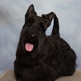Beau - Scottish Terrier