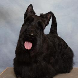 Beau - Scottish Terrier