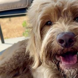 Juno - Goldendoodle