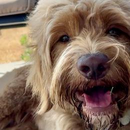 Juno - Goldendoodle