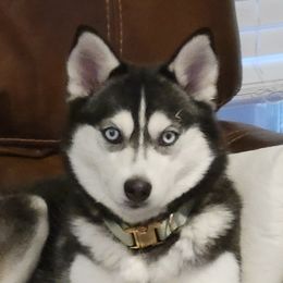 Bella - Pomsky