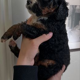 Brownie - Brindle and white male Saint Berdoodle puppy in Newcastle, California from Darling Saint Berdoodles