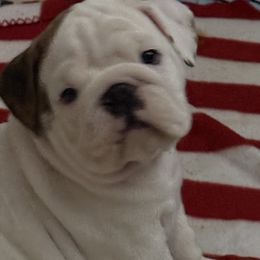 Bulldogs from Manteo Bulldogs