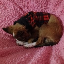 Chihuahua All Grown Up from Chi Angels