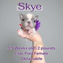 Skye - Blue female French Bulldog puppy in Strunk, Kentucky from Waters Edge French Bulldogs LLC