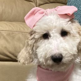 Red Girl - Goldendoodle puppy in Gonzales, Louisiana from Honey Dream Doodles
