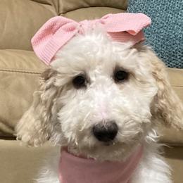 Red Girl - Goldendoodle puppy in Gonzales, Louisiana from Honey Dream Doodles