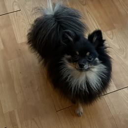 Kadence - Pomeranian